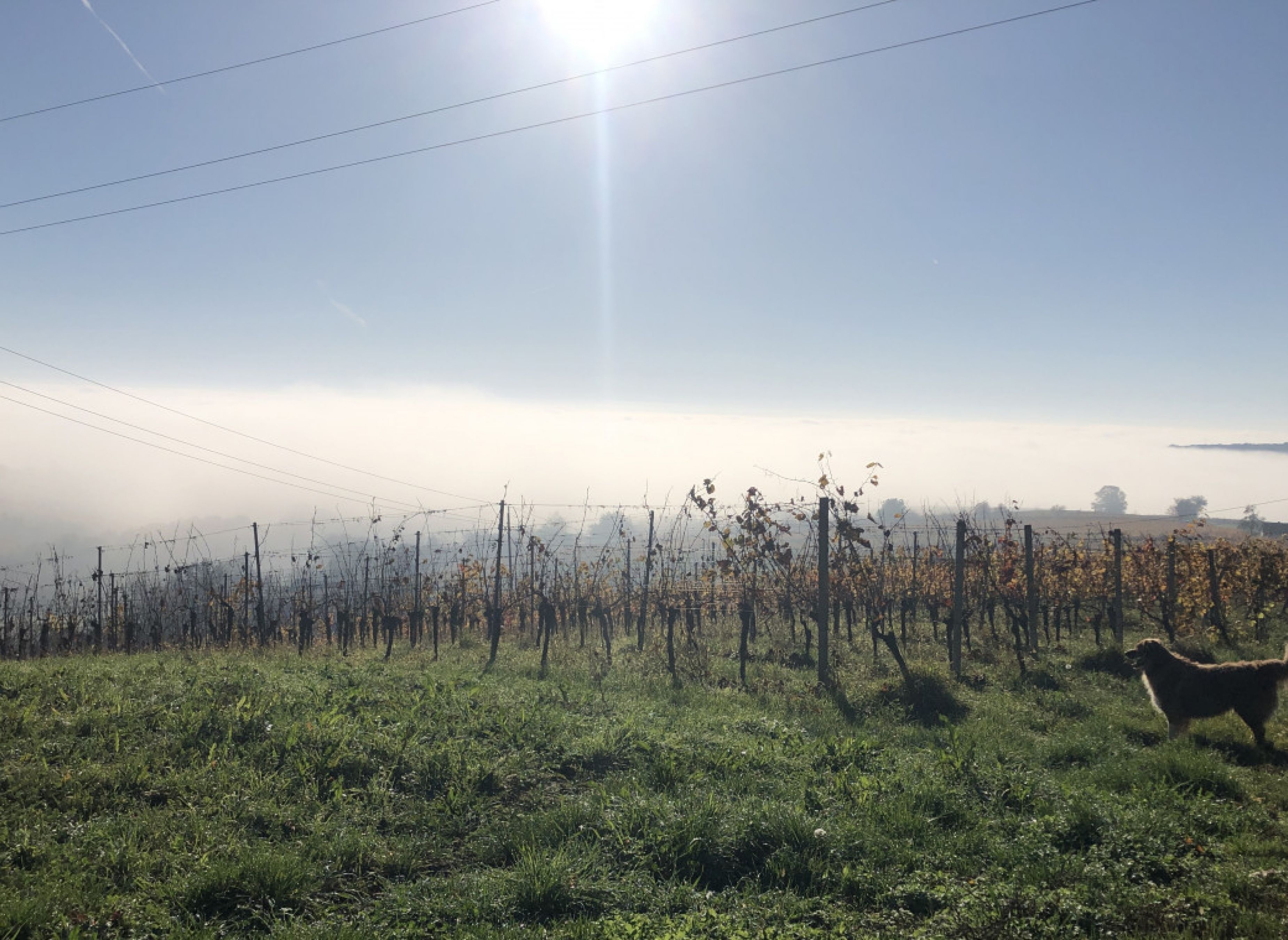 Seele Baumeln lassen im Weingarten — Area di sosta in Deutsch Schützen-Eisenberg