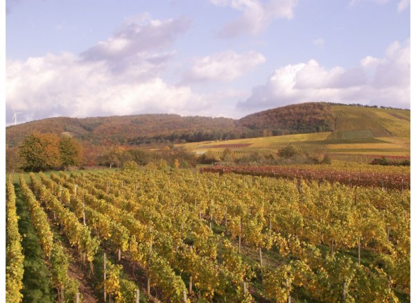 Zwischen den Weinbergen — Photo 2