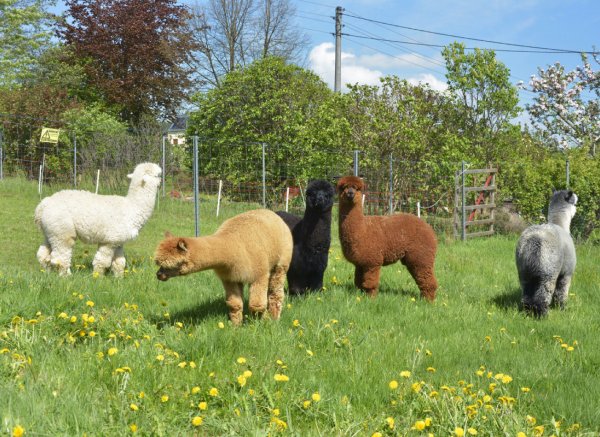 Idylle im Erzgebirge zwischen Alpakas und Fichtelbergbahn
