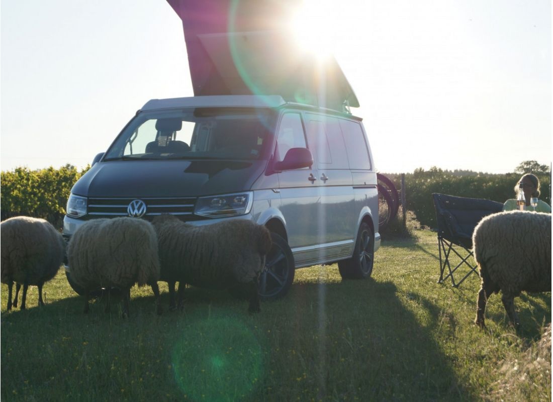 camping auf obstwiese und wohnmobilstellplatz im weinberg — Winery in Weinsheim
