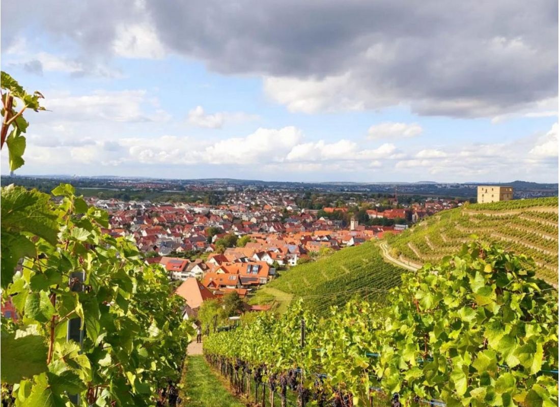 Am Bio Weingut #3 — Vineri in Kernen im Remstal