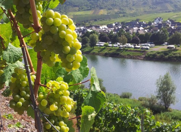 Wohnmobilstellplatz in der Nähe von Cochem an der Mosel — Photo 2