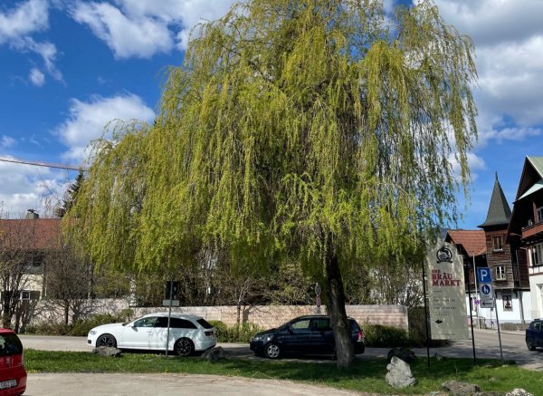 Einzelstellplatz auf dem Brauereigelände — Photo 2