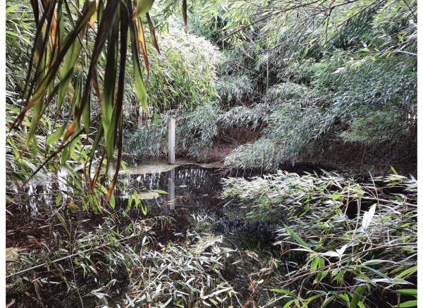 Ruhig und naturnah — Foto 3