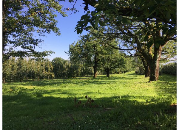 Kirschgarten 2 — Photo 2