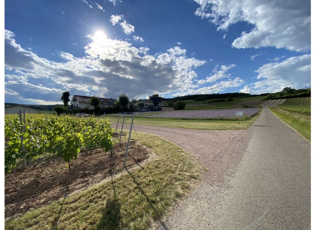 Weingut in den Weinbergen #2 — Winery in Frei-Laubersheim