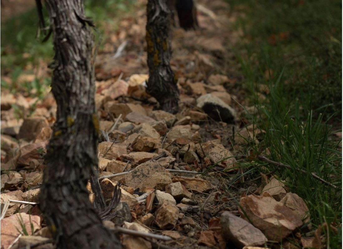 Weingut in den Weinbergen #2 — Weingut in Frei-Laubersheim