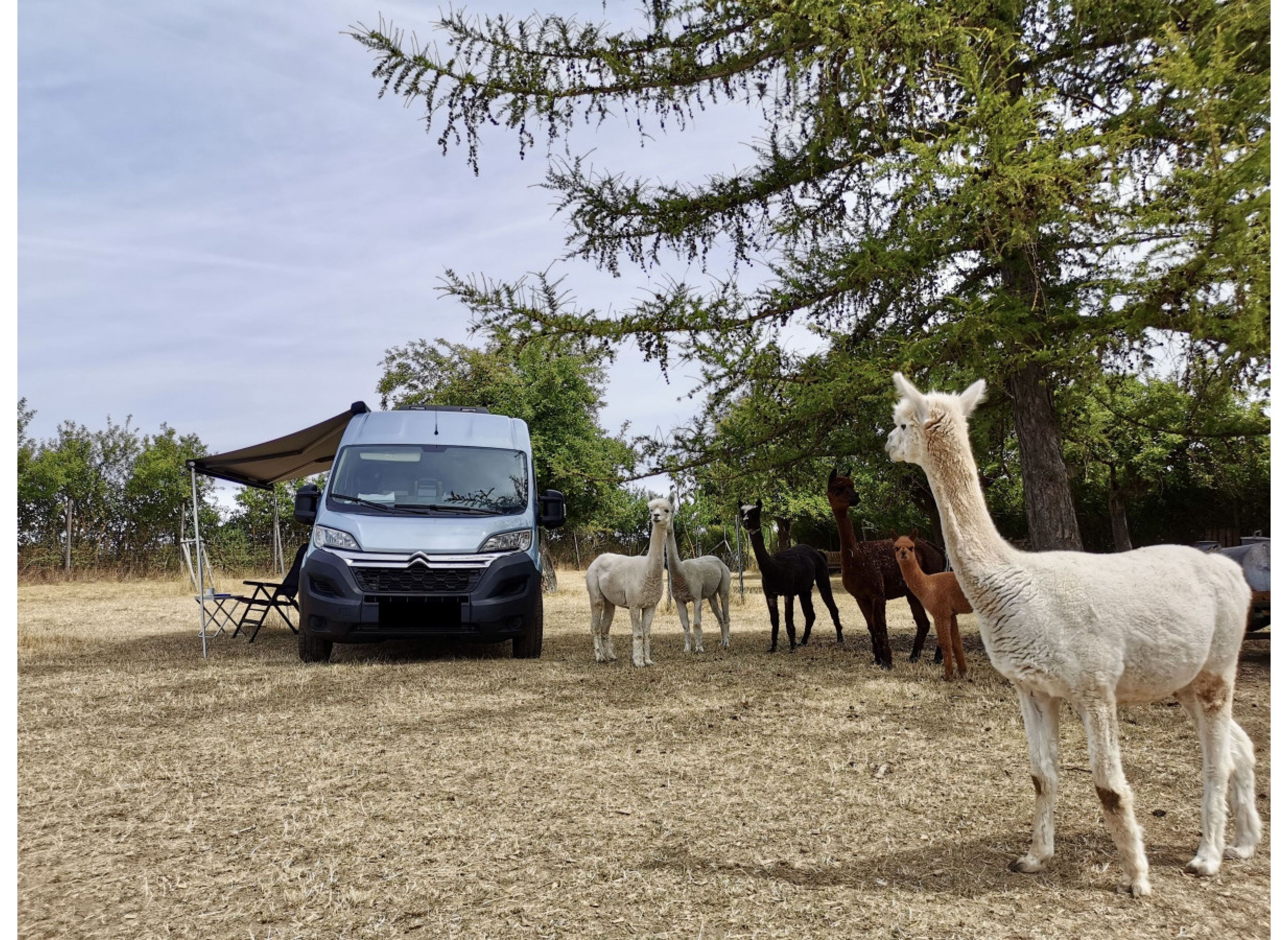 Schlafen zwischen Ponys, Alpakas, Minischweinen usw. #2 — Vinícola in Elleben