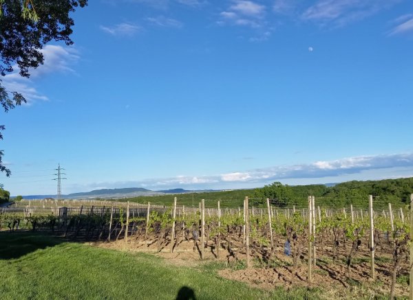 Einzelstellplatz Weinberg Kitzingen Weitblick — Foto 3