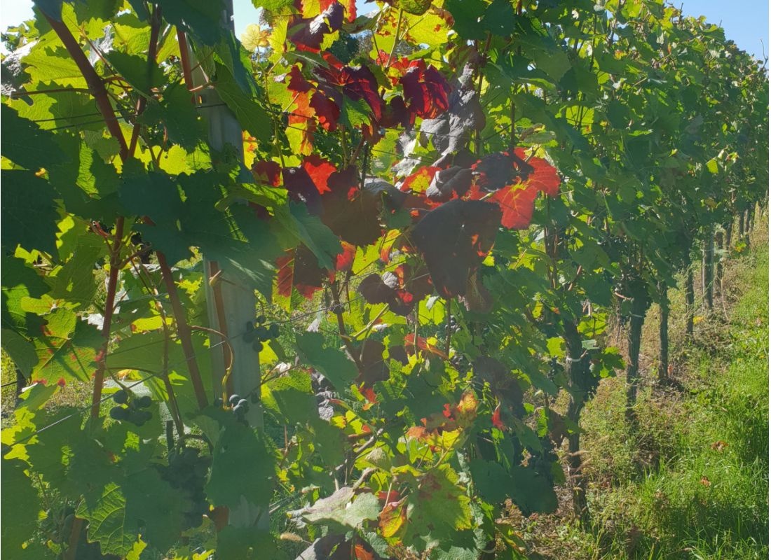 Einzelstellplatz vor unserem Weingut — Vineri in Großriedenthal