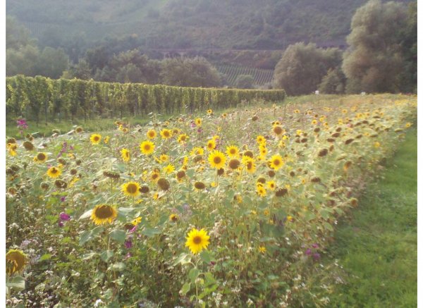 Weingut & Ferienhof an der Mosel — Photo 2