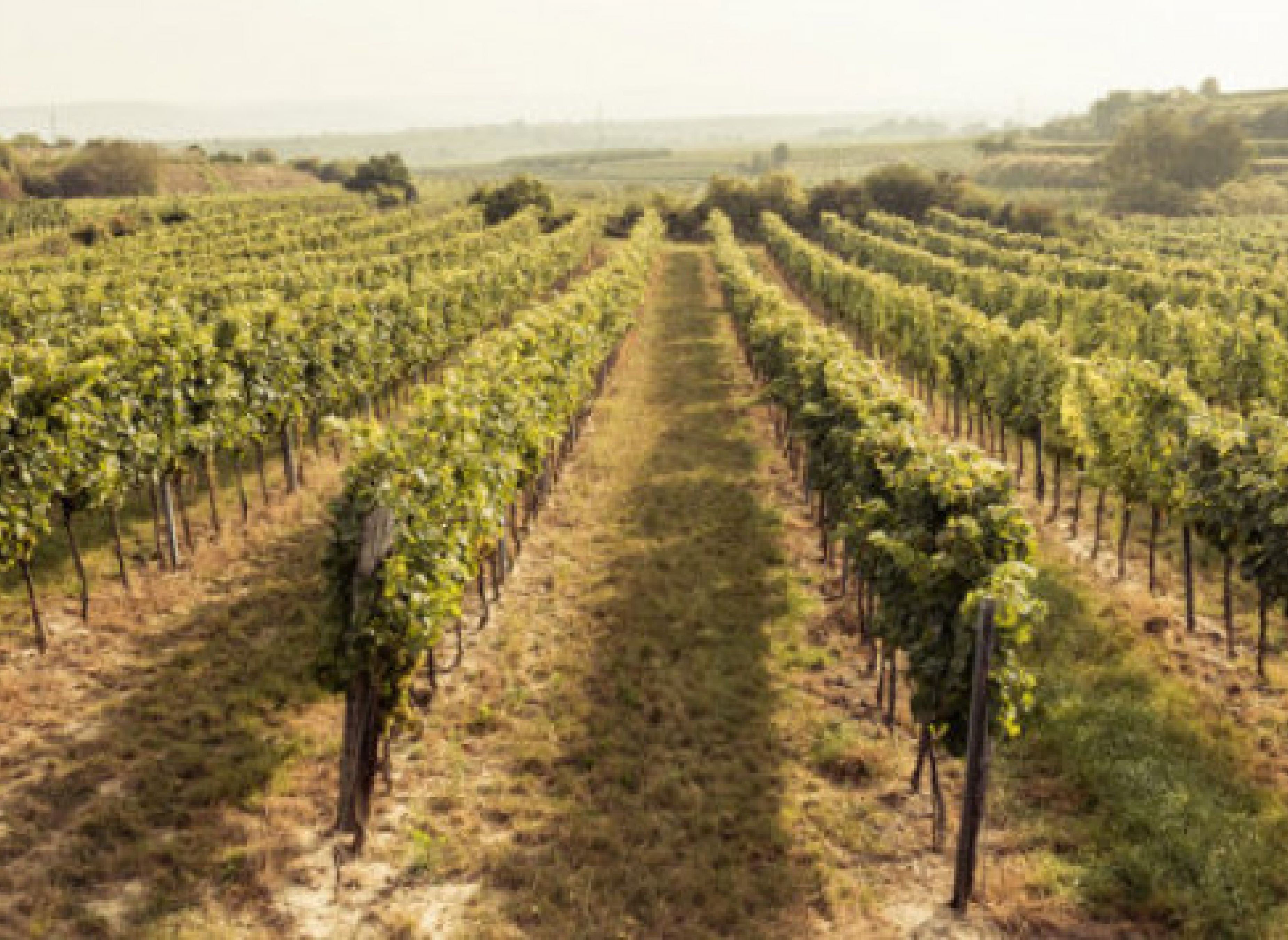 Einzelstellplatz in Weingarten Kittmannsberg — Aire camping car in Langenlois