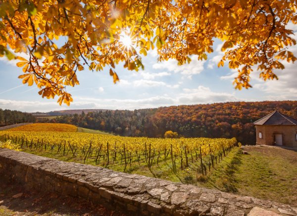 Bioweingut an der Burg Schloss Saaleck — Foto 3