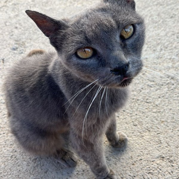 Camping Villagio Telis — Photo 5