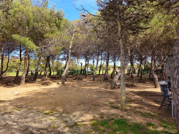 Area La Pineta — Photo 6