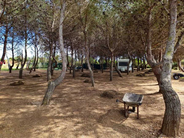 Area La Pineta — Photo 5