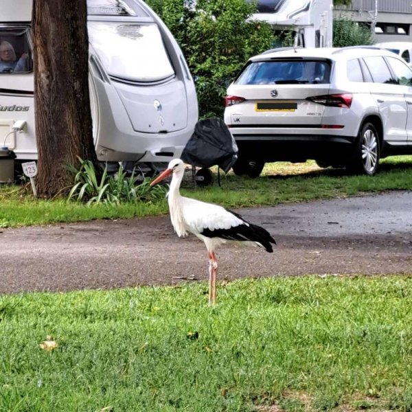 Camping Le Médiéval *** — Photo 6