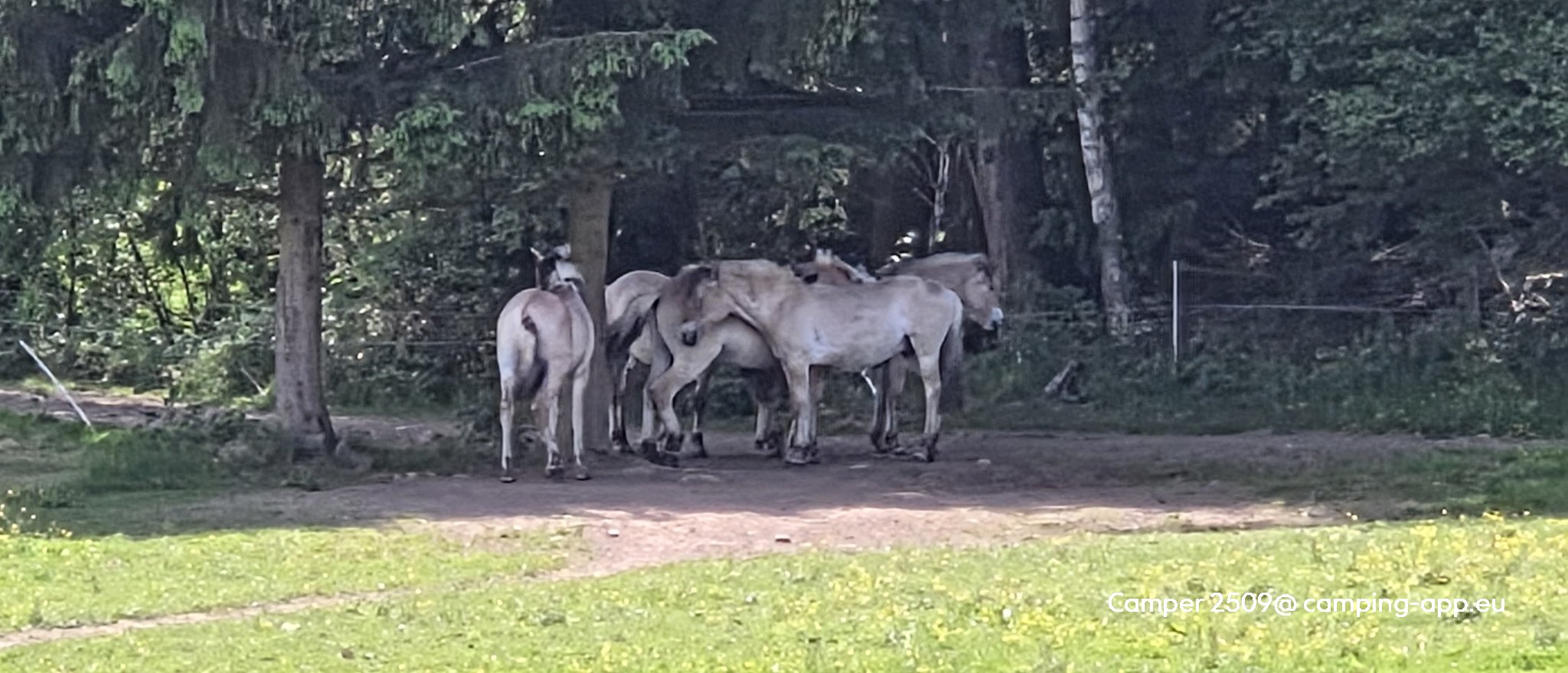 Wohnmobilstellplatz am Dachsberg — Zdjęcie 2