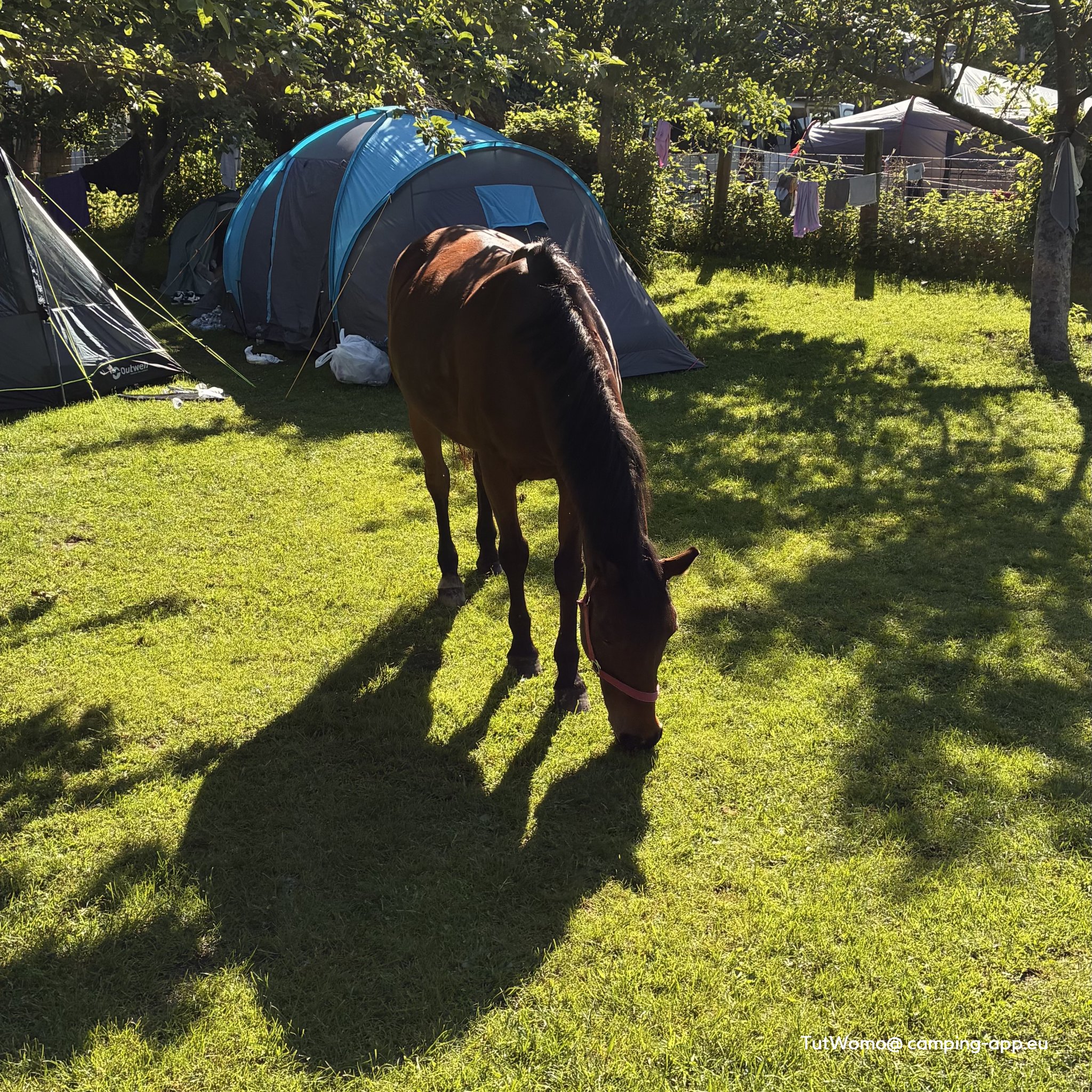 Campingplatz Brockmühle — Photo 6