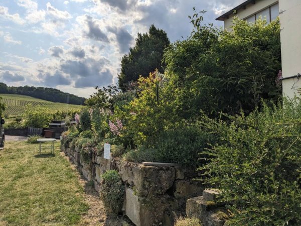 Wohnmobilstellplatz am Weingut Sommer — Photo 3