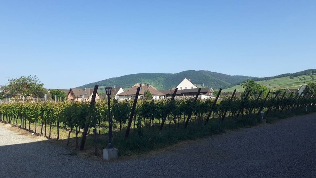 Domaine Fritz — Winery in Kaysersberg