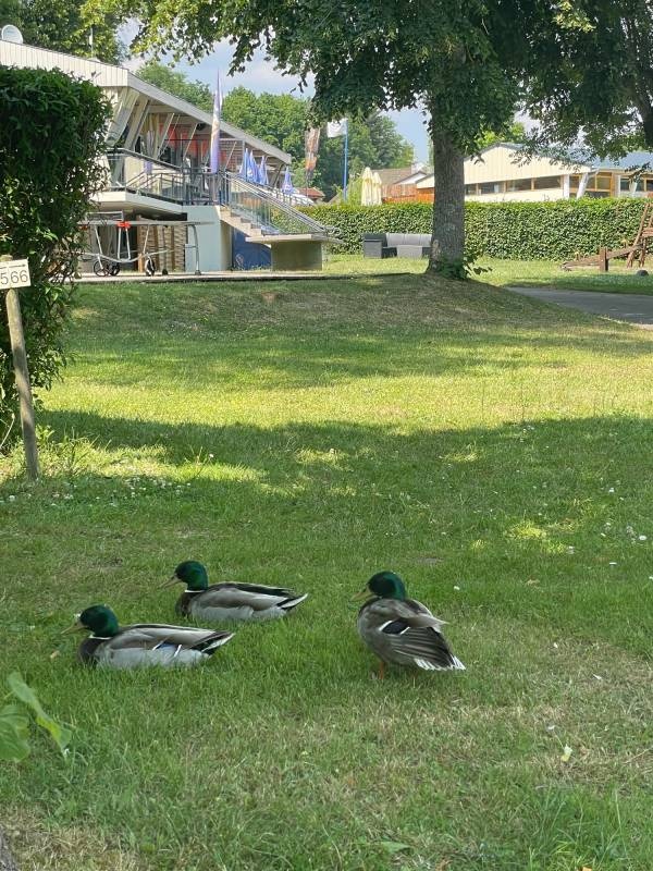 Camping de Matour — 露营地 in Matour