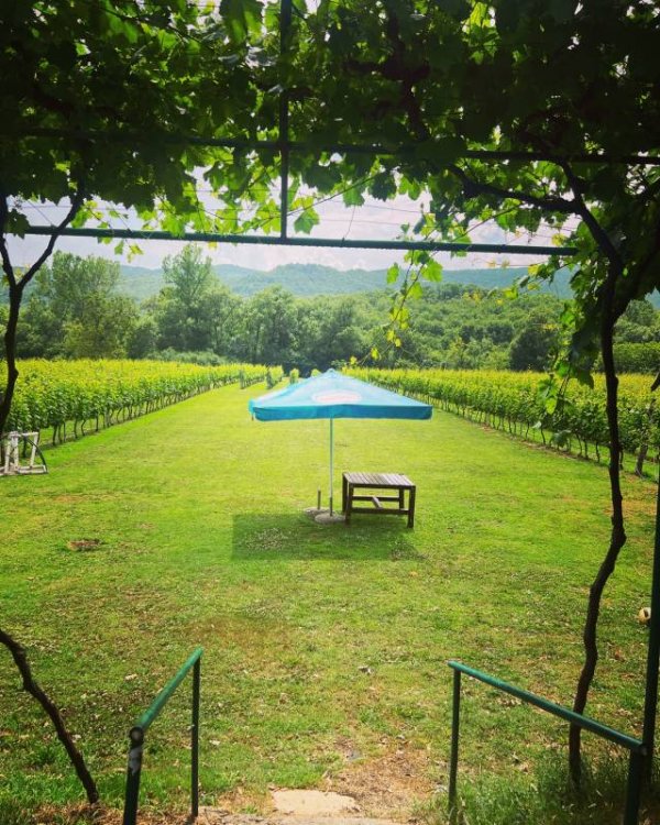 Purple Eye Estate - Camp & Winery — Foto 5