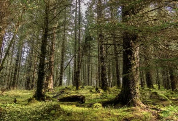 Fearnoch Forest