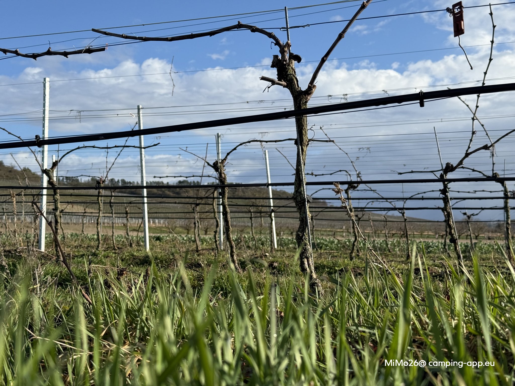 Weingut Steinmanns Töchter — Photo 5