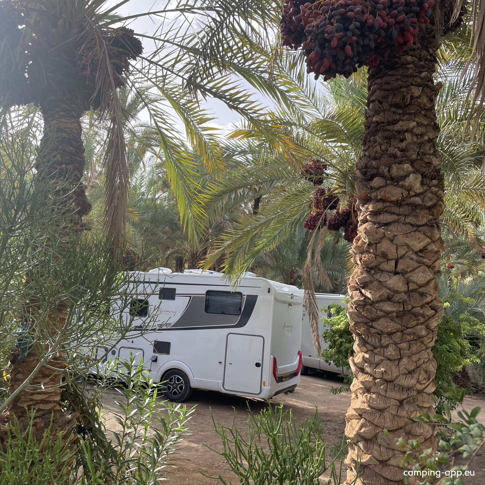 Camping Oasis Palmier — Camping in Zagora
