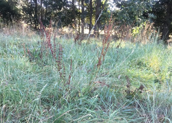 Stellplatz Am Unsbach Tann — Photo 5