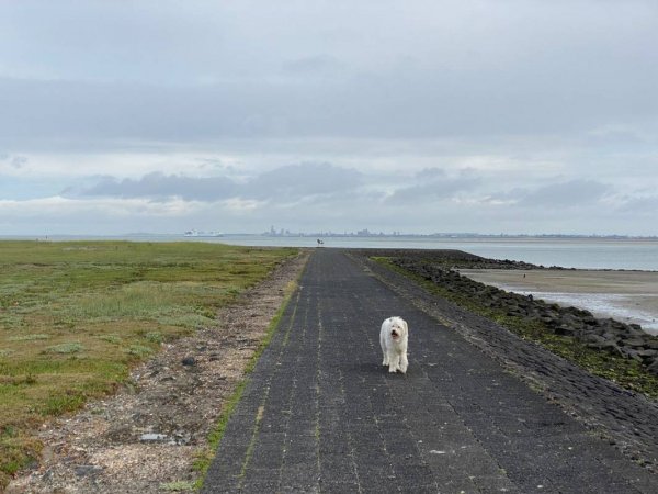 Goede Hope — Photo 4