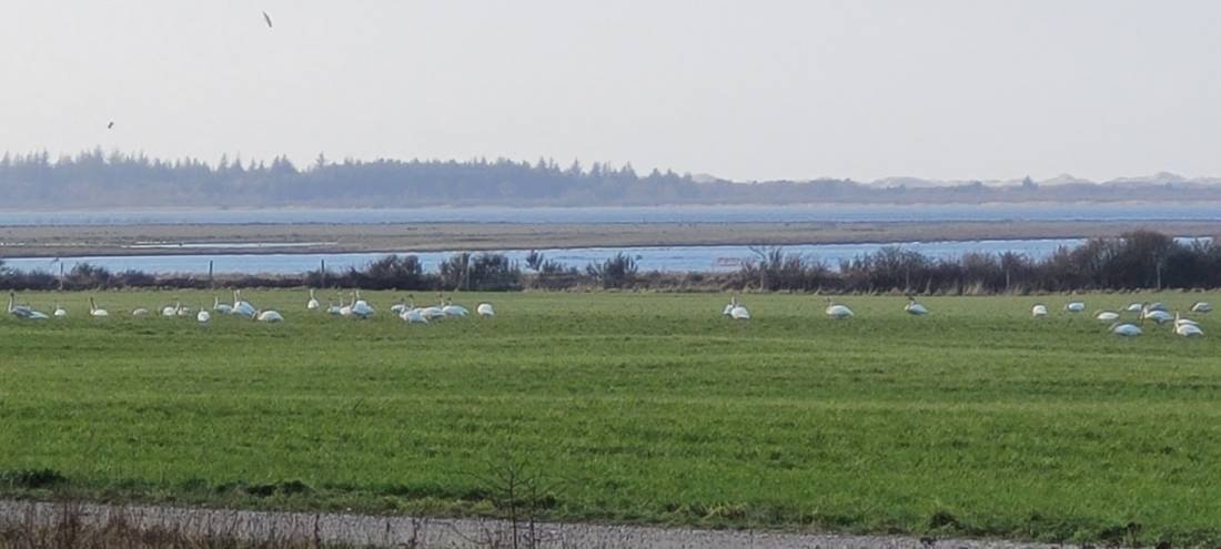 Filsø Aktiv Naturferie — Area di sosta in Henne