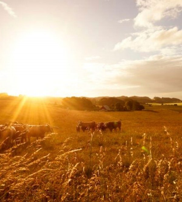 Østnes Camping — Photo 2