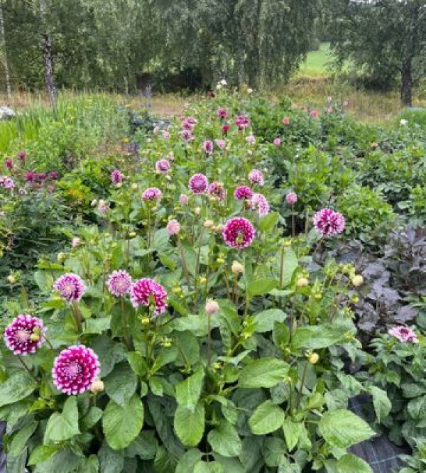 Heggerud Gard & Camping — Photo 4