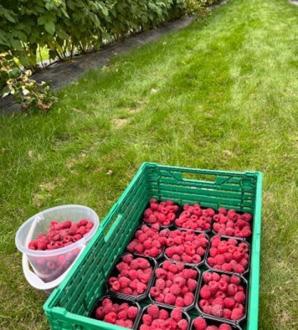 Heggerud Gard & Camping — Photo 5