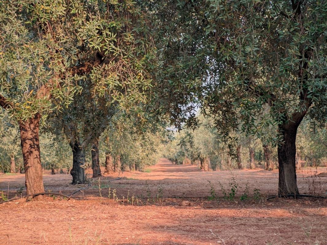 Masseria Appia Traiana — Kemping in Ostuni BR