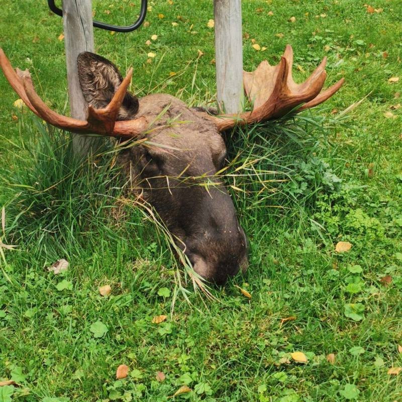 Camping Svaningen — Camping in Strömsund