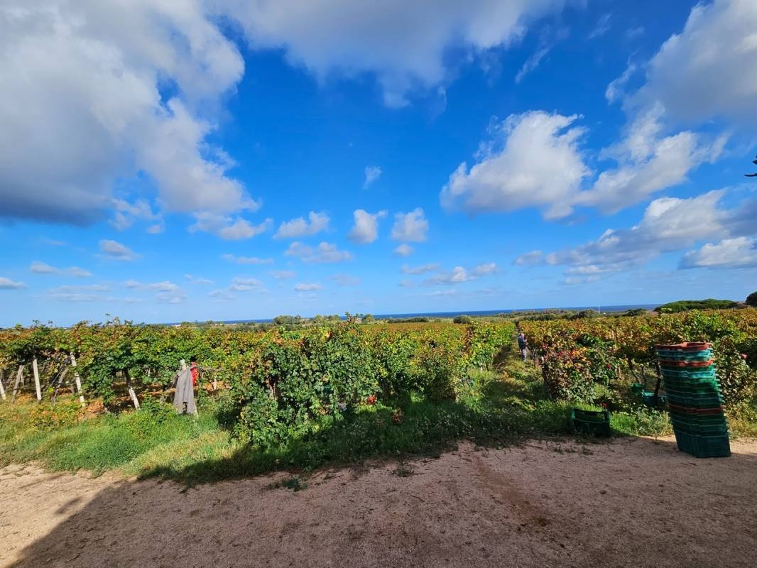 Cantina Ligios Winery — Winery in La Muddizza