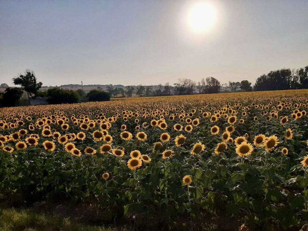Tenuta Tredici Ulivi — Kemp in Senigallia AN