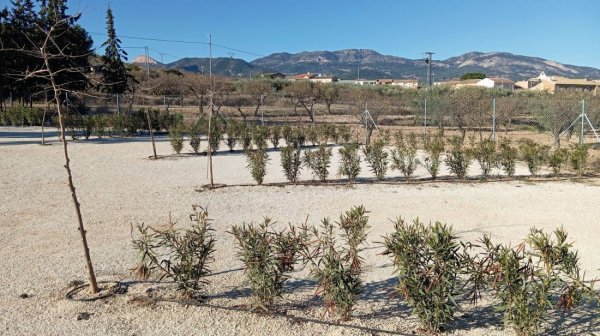 Stellplatz Casas Nuevas — Photo 5