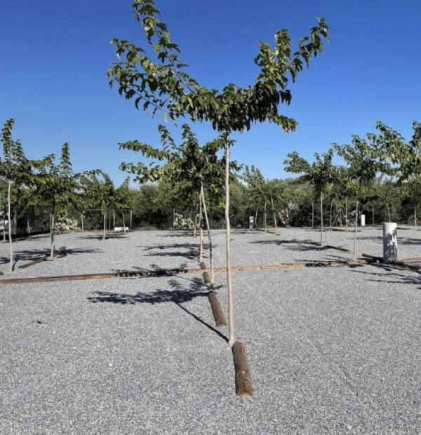 Area Camper El Cortijo — Photo 5