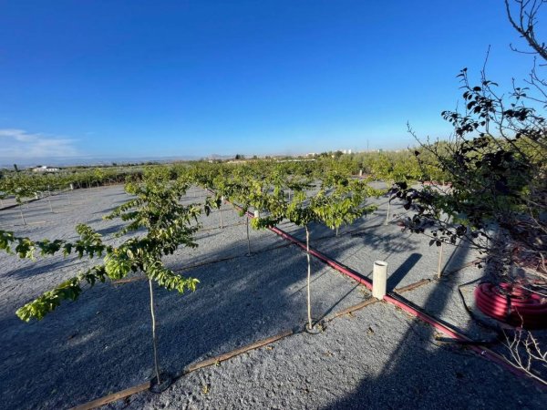 Area Camper El Cortijo — Photo 2