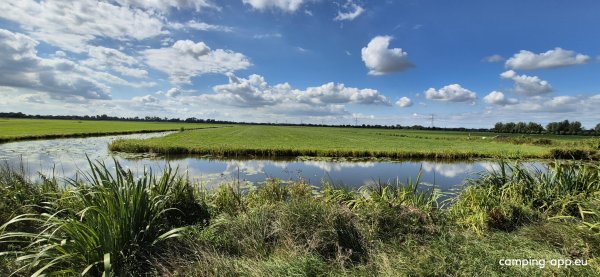 Polderhaan — Foto 2