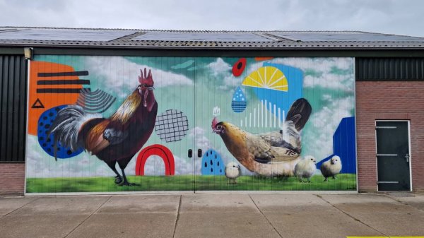 Polderhaan — Photo 5