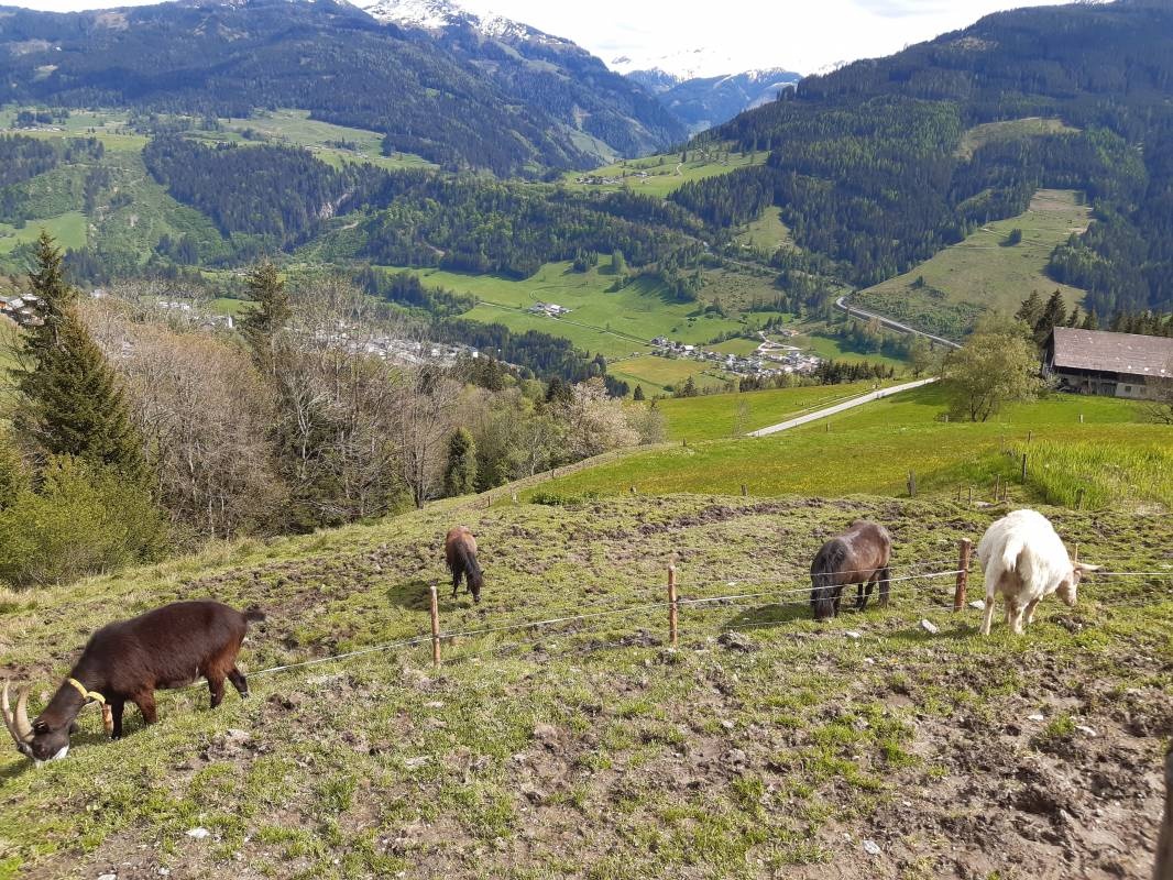 Kinderbauernhof Oberhasenberghof — Farm in Taxberg
