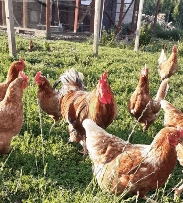 Sötterfällan Gård — Photo 2