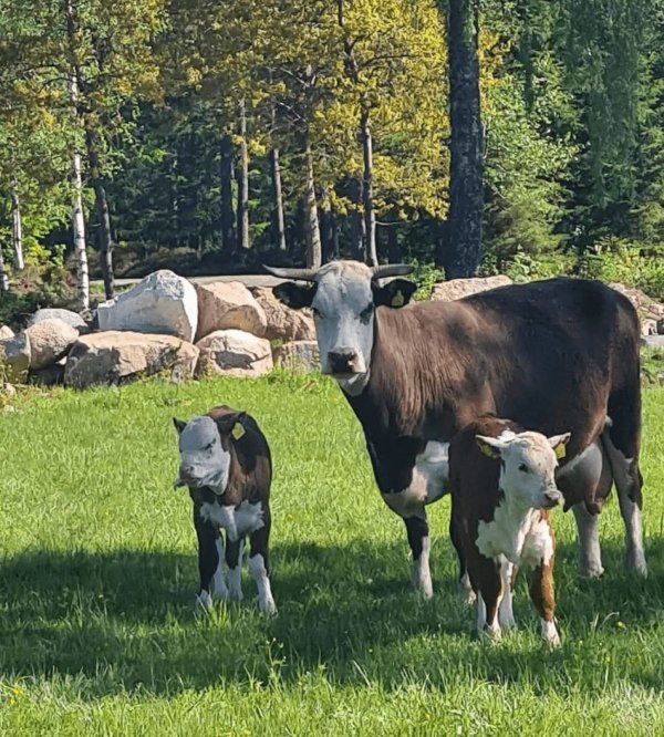 Sötterfällan Gård