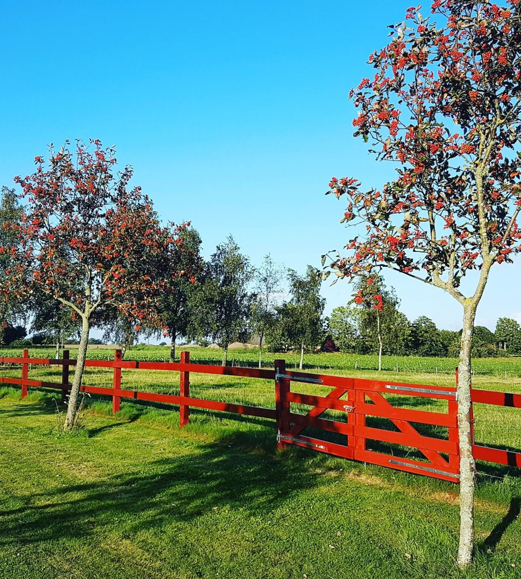 Aplagårdens B&B och vingård — 露营车营地 in Helsingborg