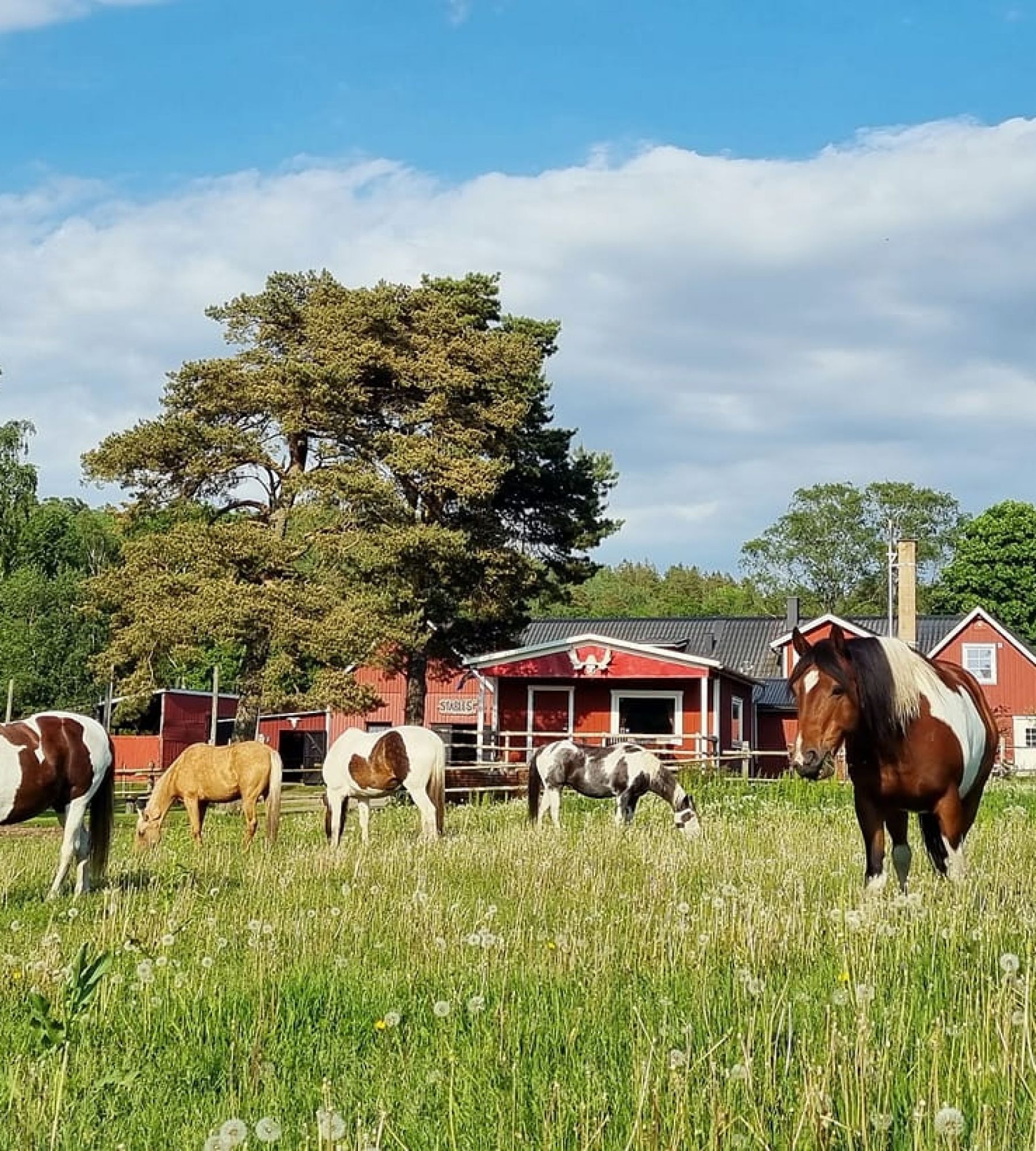 Eddy Lou Ranch — Bobilplass in Asige